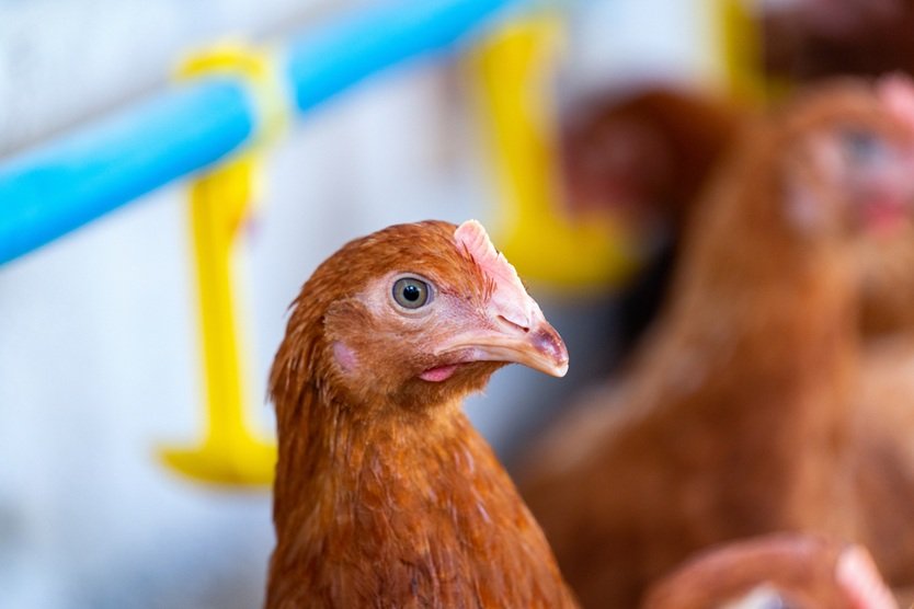Brasil declara estar livre de gripe aviária e aguarda normalização de embarques de frango